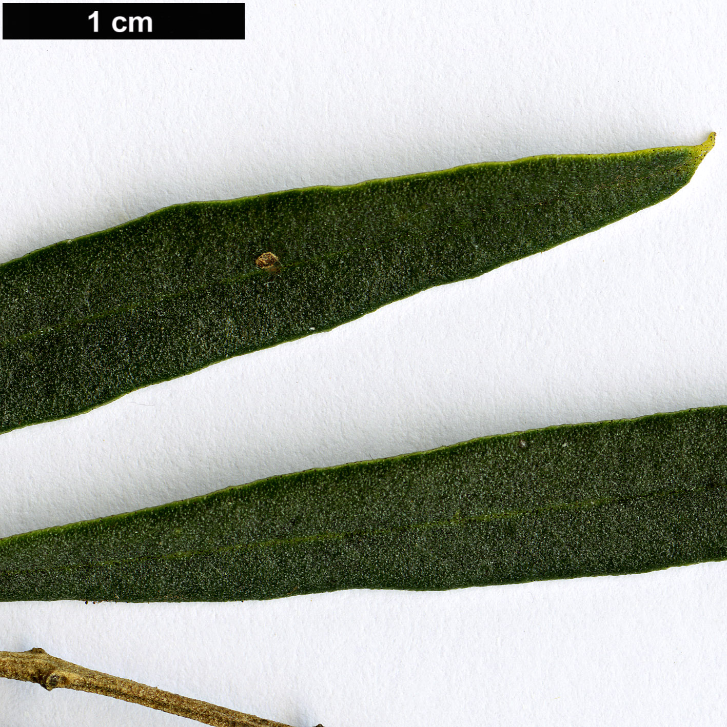 High resolution image: Family: Oleaceae - Genus: Olea - Taxon: europaea - SpeciesSub: subsp. cerasiformis